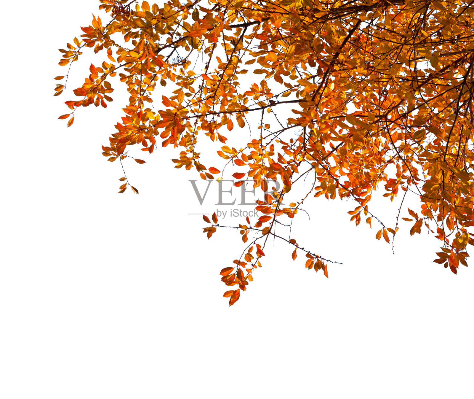 树枝与彩色的秋叶孤立在白色的背景。樱桃李照片摄影图片