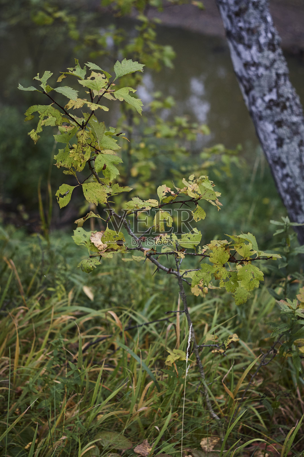 山楂山楂植物在秋天近照片摄影图片