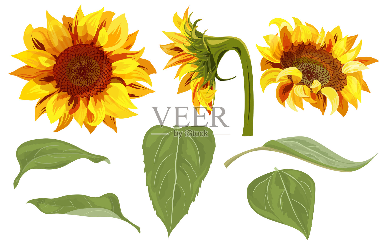 向日葵一套:黄色的花，花蕾，绿叶，白色背景，花元素设计。数字绘制，矢量插图在水彩风格插画图片素材