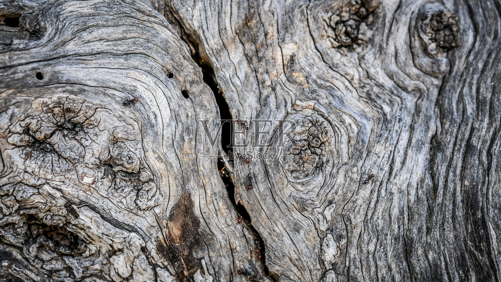 橄榄树树皮上的蚂蚁照片摄影图片