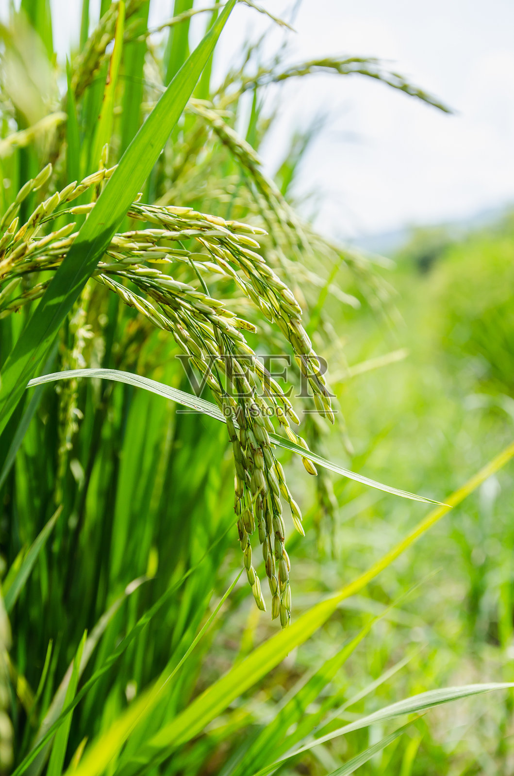绿色水稻的特写照片摄影图片