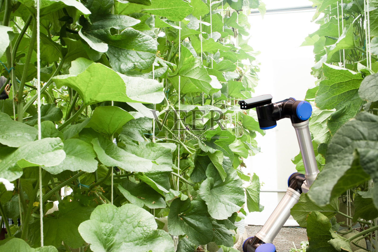 智能机器人在农业的概念，机器人农民(自动化)必须编程在垂直或室内农场工作，以提高效率，种植种子，收获，监测昆虫或臭虫照片摄影图片