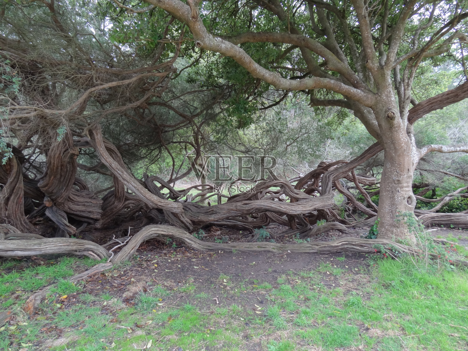 这是金门公园里的一棵树照片摄影图片