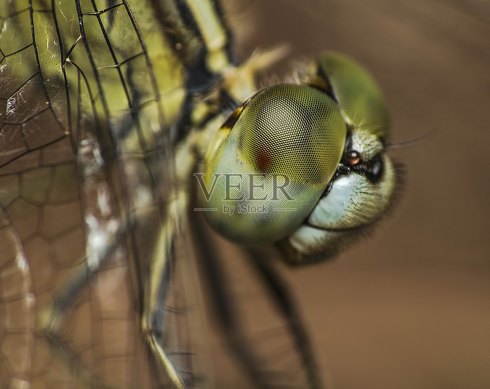 蜻蜓眼睛的微距镜头照片摄影图片