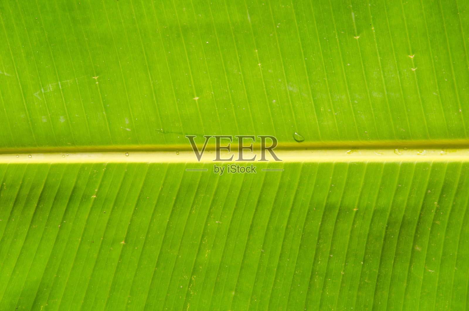 绿色新鲜的香蕉叶纹理背景。照片摄影图片