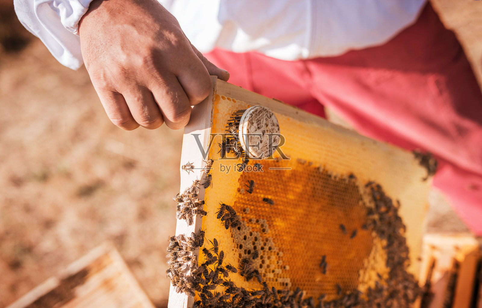 养蜂人在养蜂场工作照片摄影图片