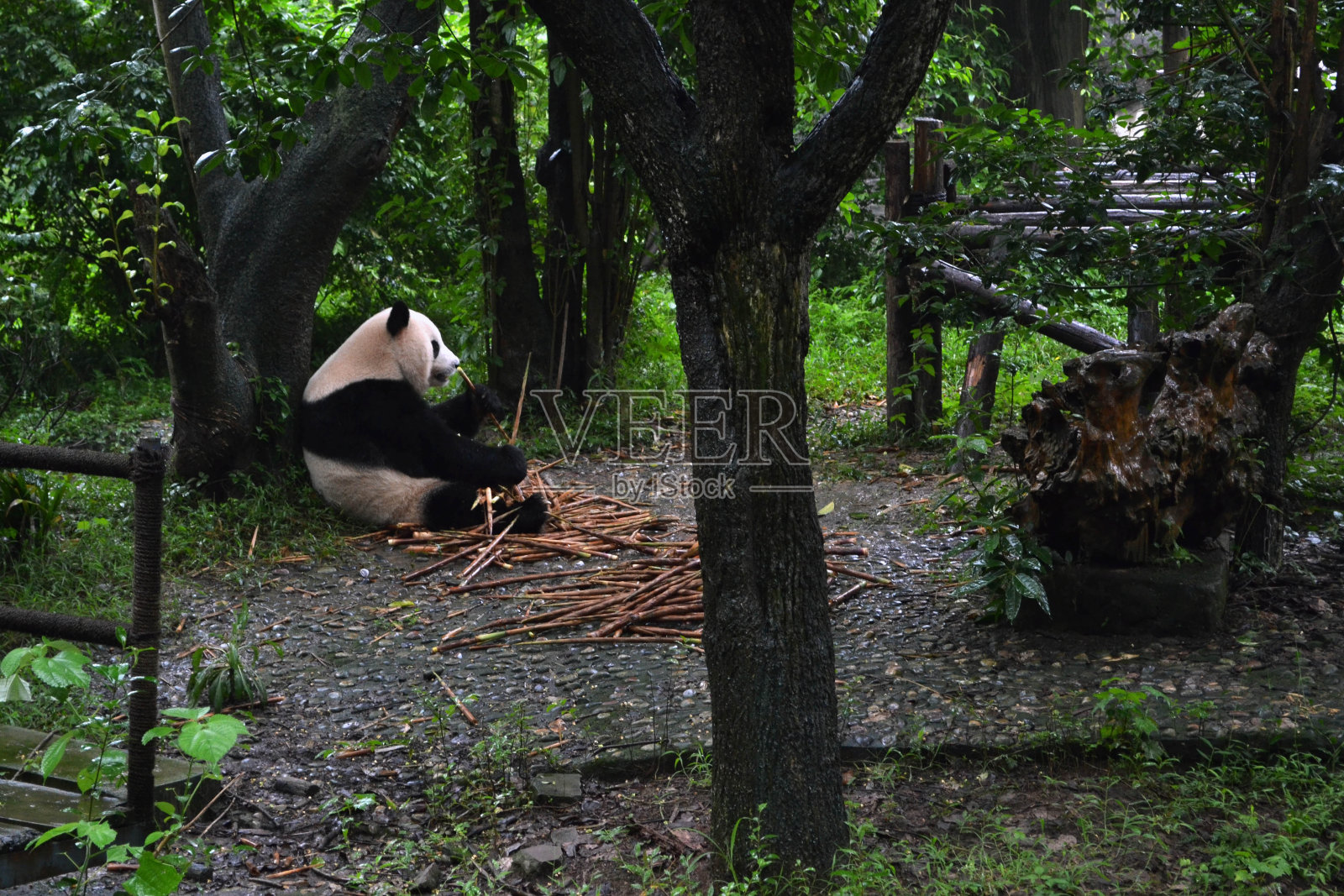 熊猫:可以说是成都的象征，甚至是四川省的象征照片摄影图片