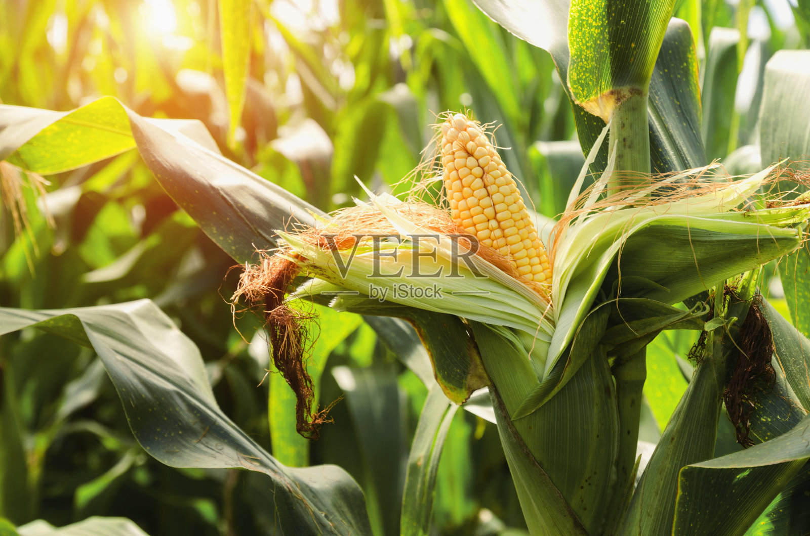 新鲜玉米秸秆田与日落背景照片摄影图片