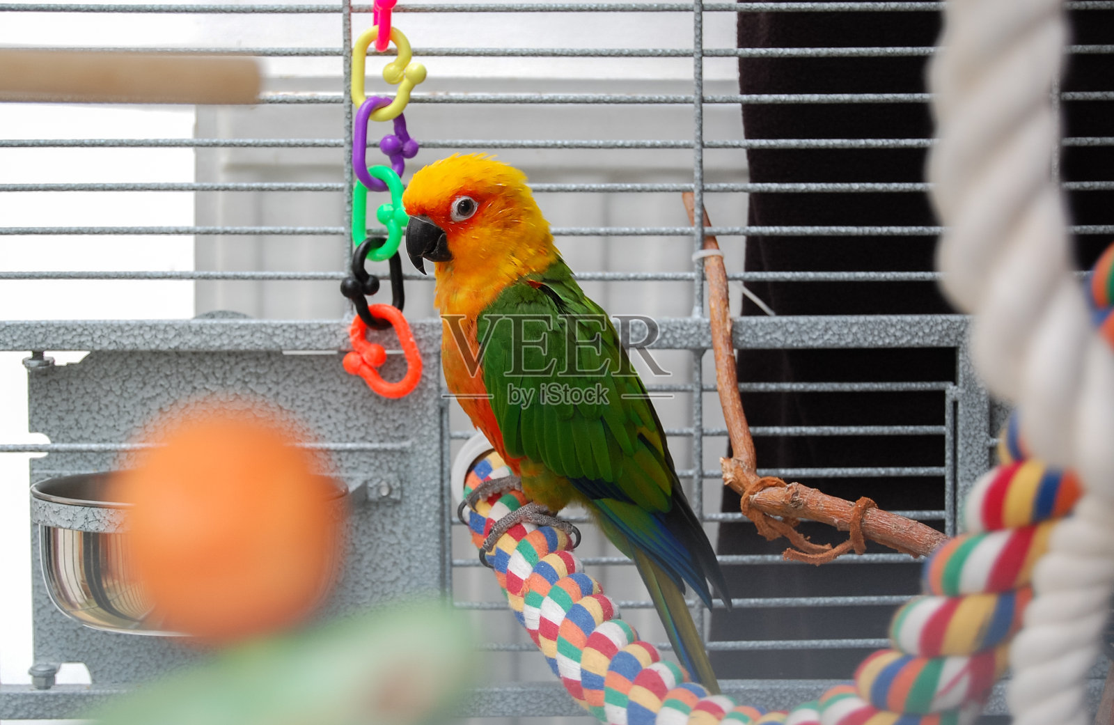 五彩缤纷的简达雅鹦鹉。笼子里的宠物。照片摄影图片