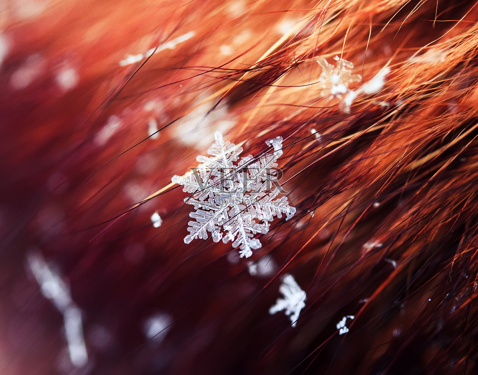 有光泽的透明的寒冷的雪花躺在毛皮毛在节日的背景照片摄影图片