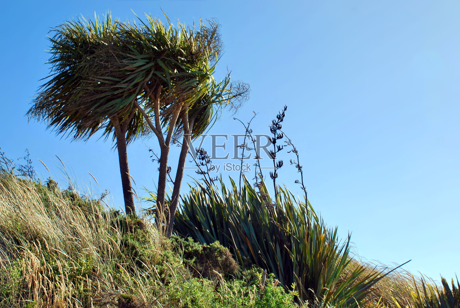 新西兰本土的卷心菜树照片摄影图片