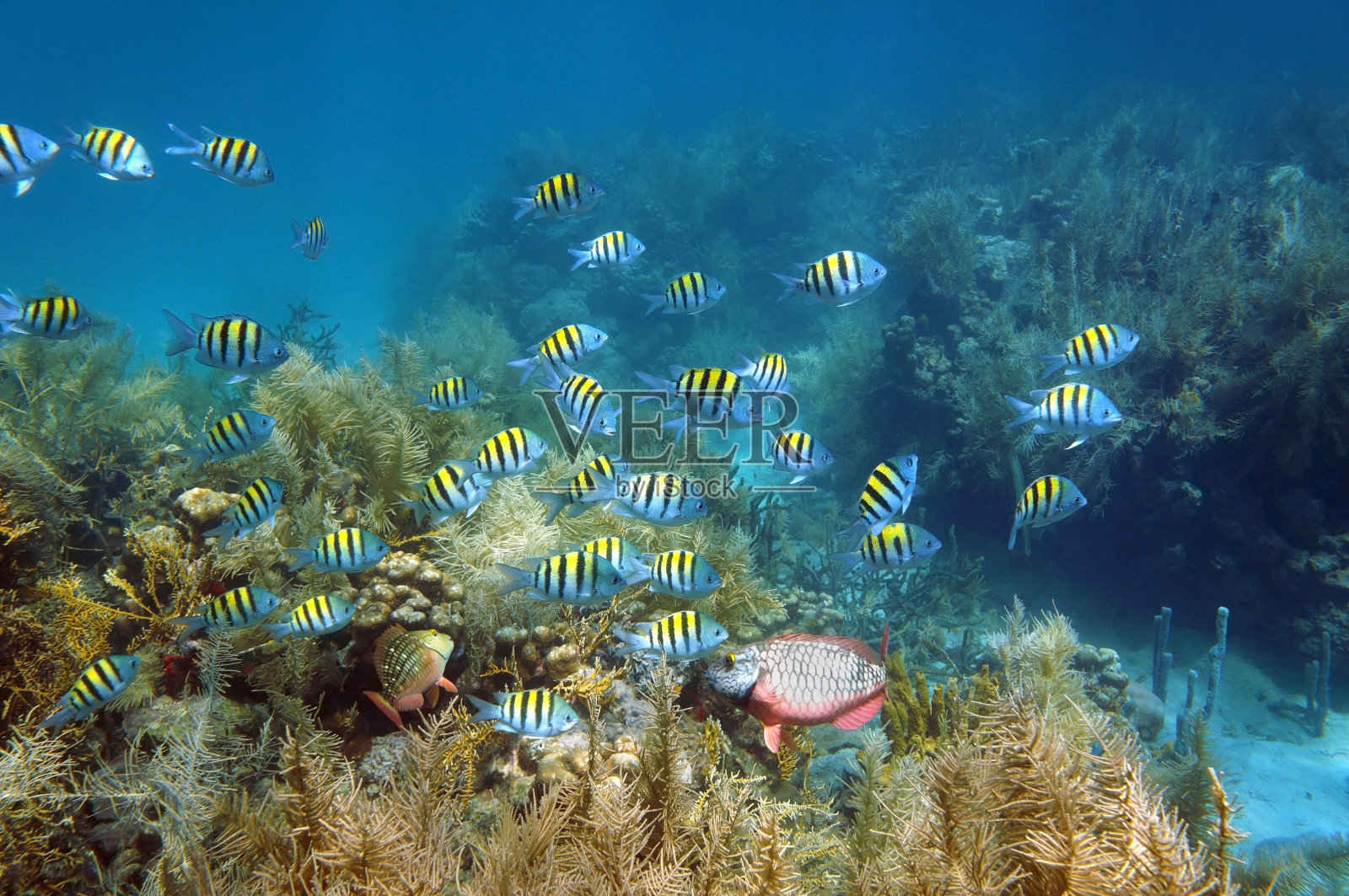 珊瑚礁海床上的鱼群照片摄影图片