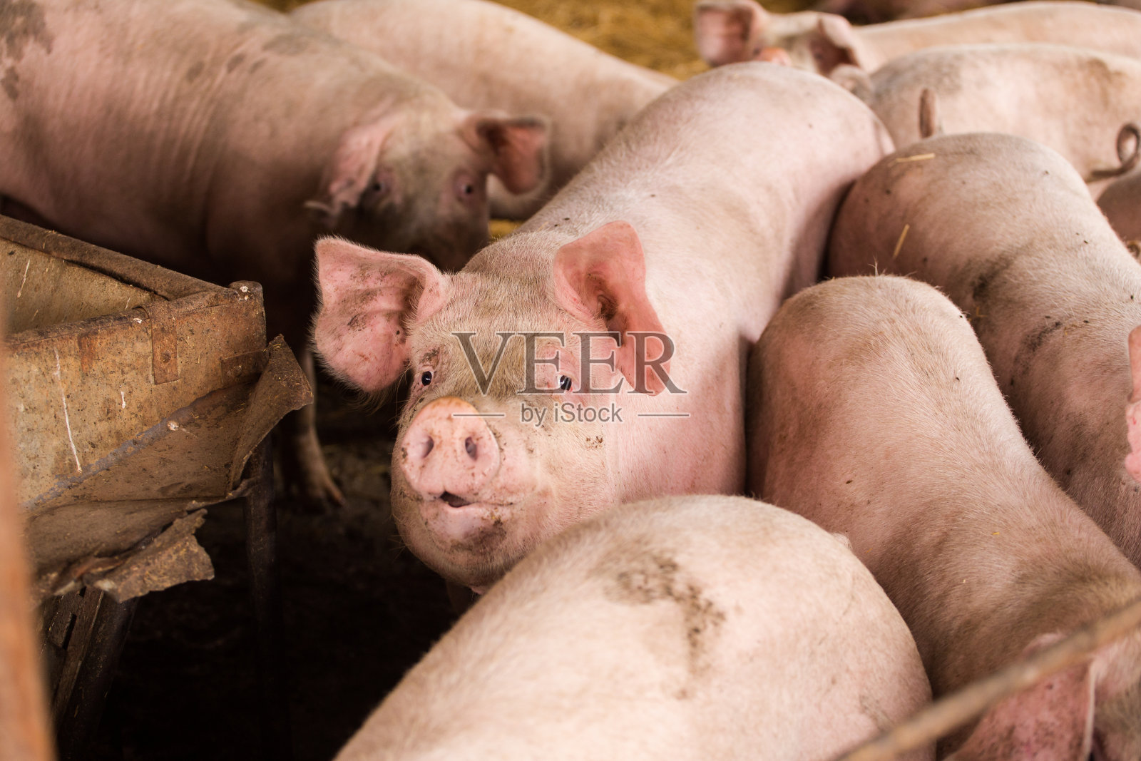 农场猪圈里的猪。照片摄影图片