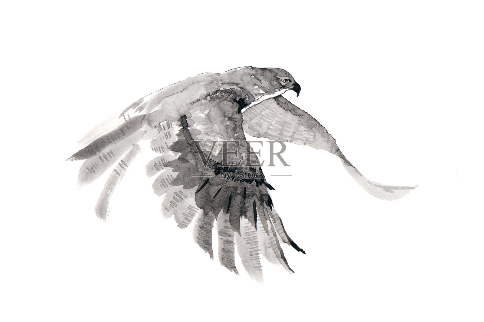 飞翔的鹰。墨水画画。插画图片素材