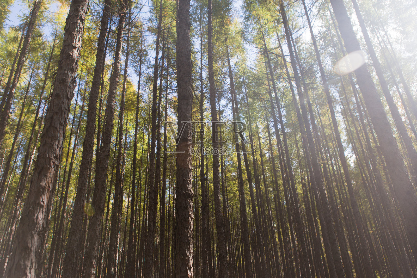 红松森林照片摄影图片