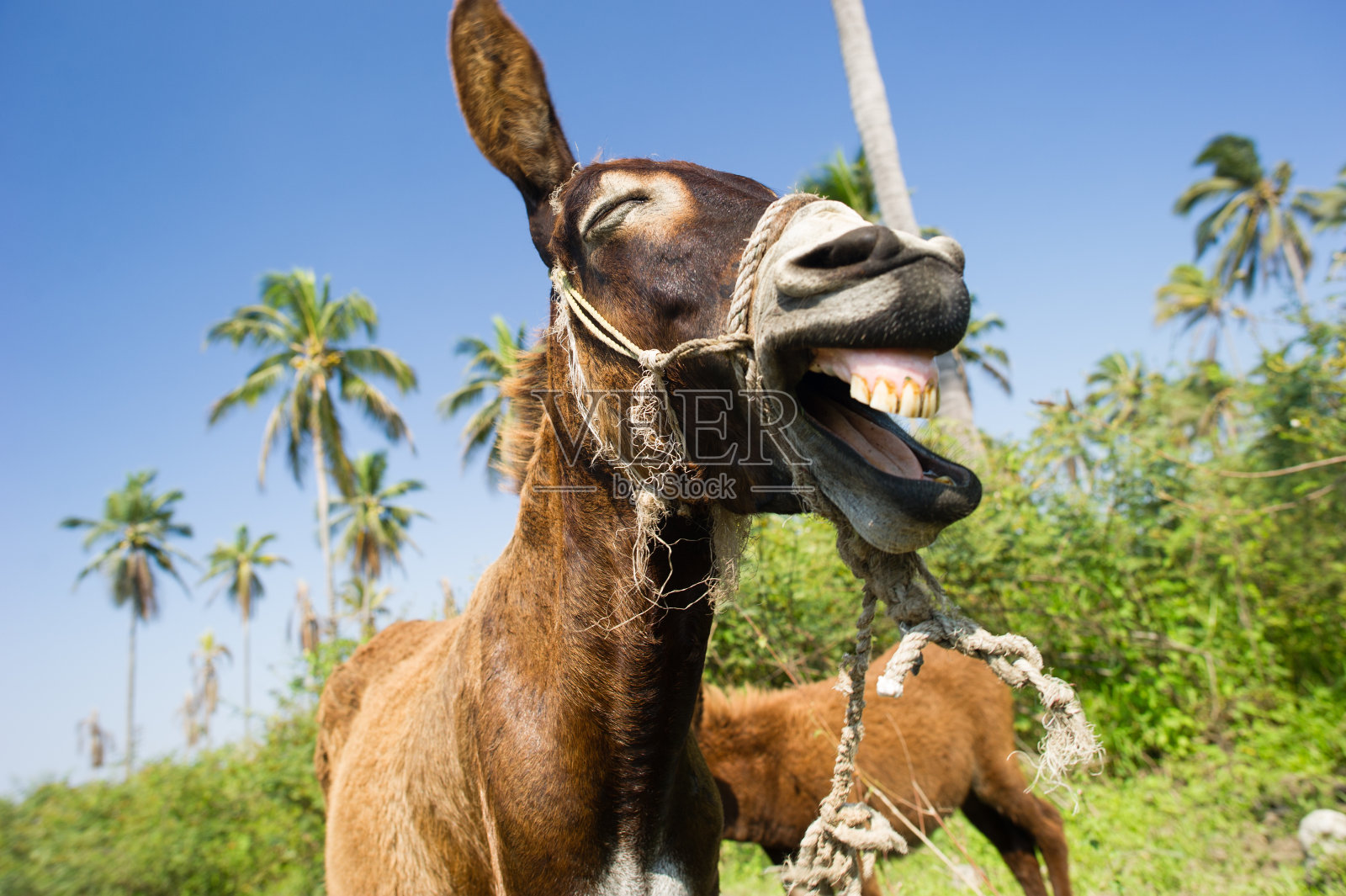 驴有趣的动物照片摄影图片