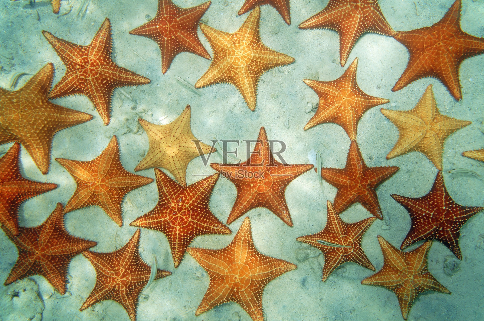 加勒比海的沙质海床上有海星照片摄影图片