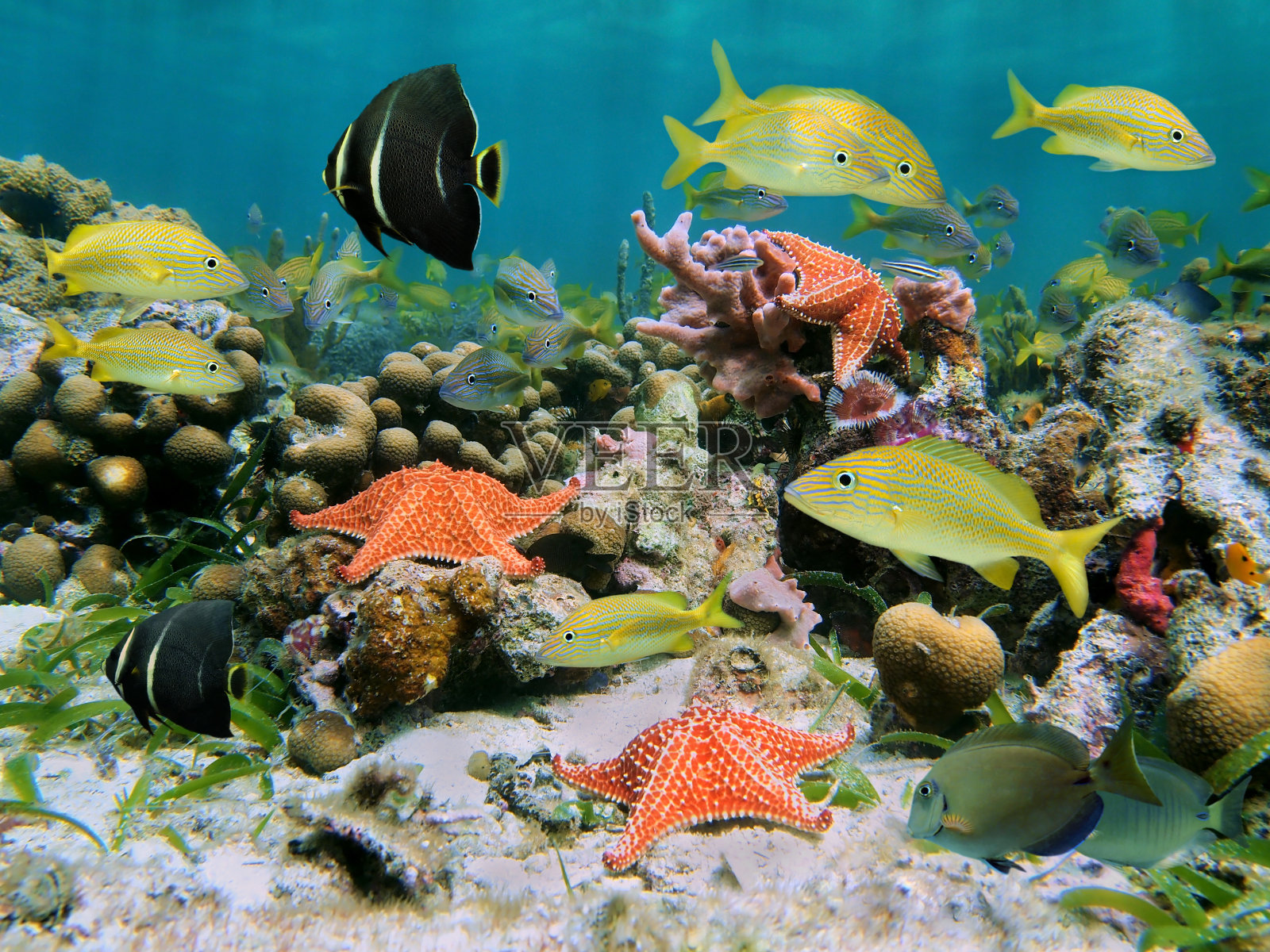 珊瑚礁中的海洋生物照片摄影图片
