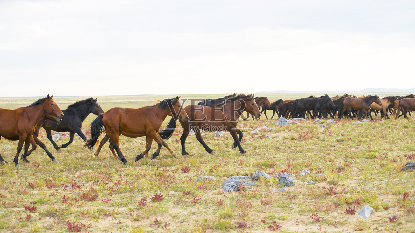 一群年轻的马在奔跑照片摄影图片