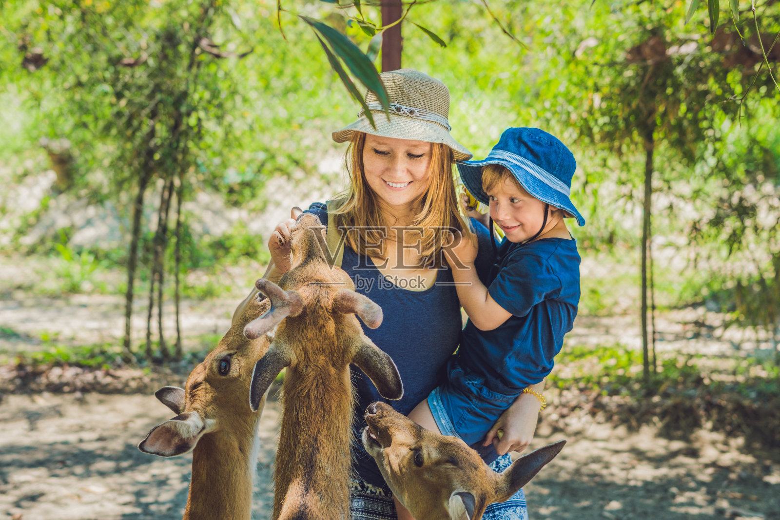 母亲和儿子喂养美丽的鹿从手在一个热带动物园照片摄影图片