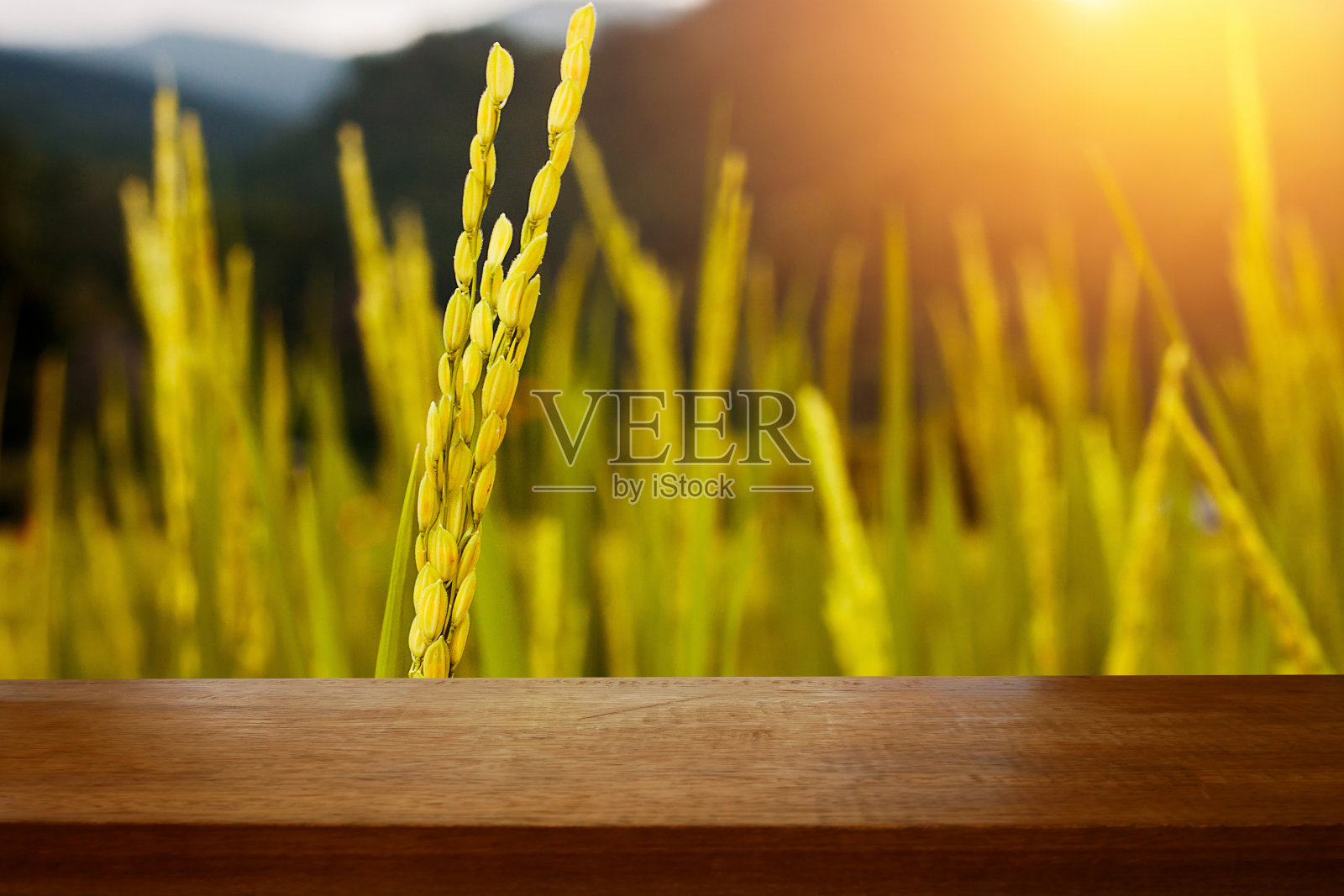 木板台前是一片金黄的稻田，在稻田里沐浴着晨光。准备好产品展示蒙太奇照片摄影图片