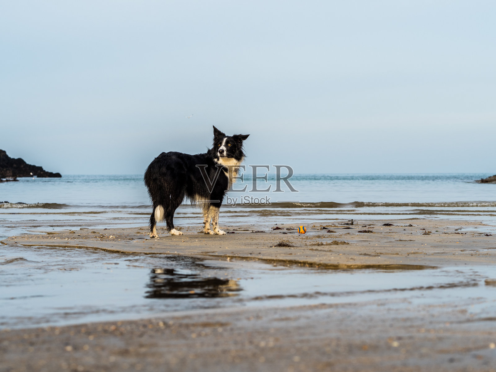 海滩上的边境牧羊犬照片摄影图片