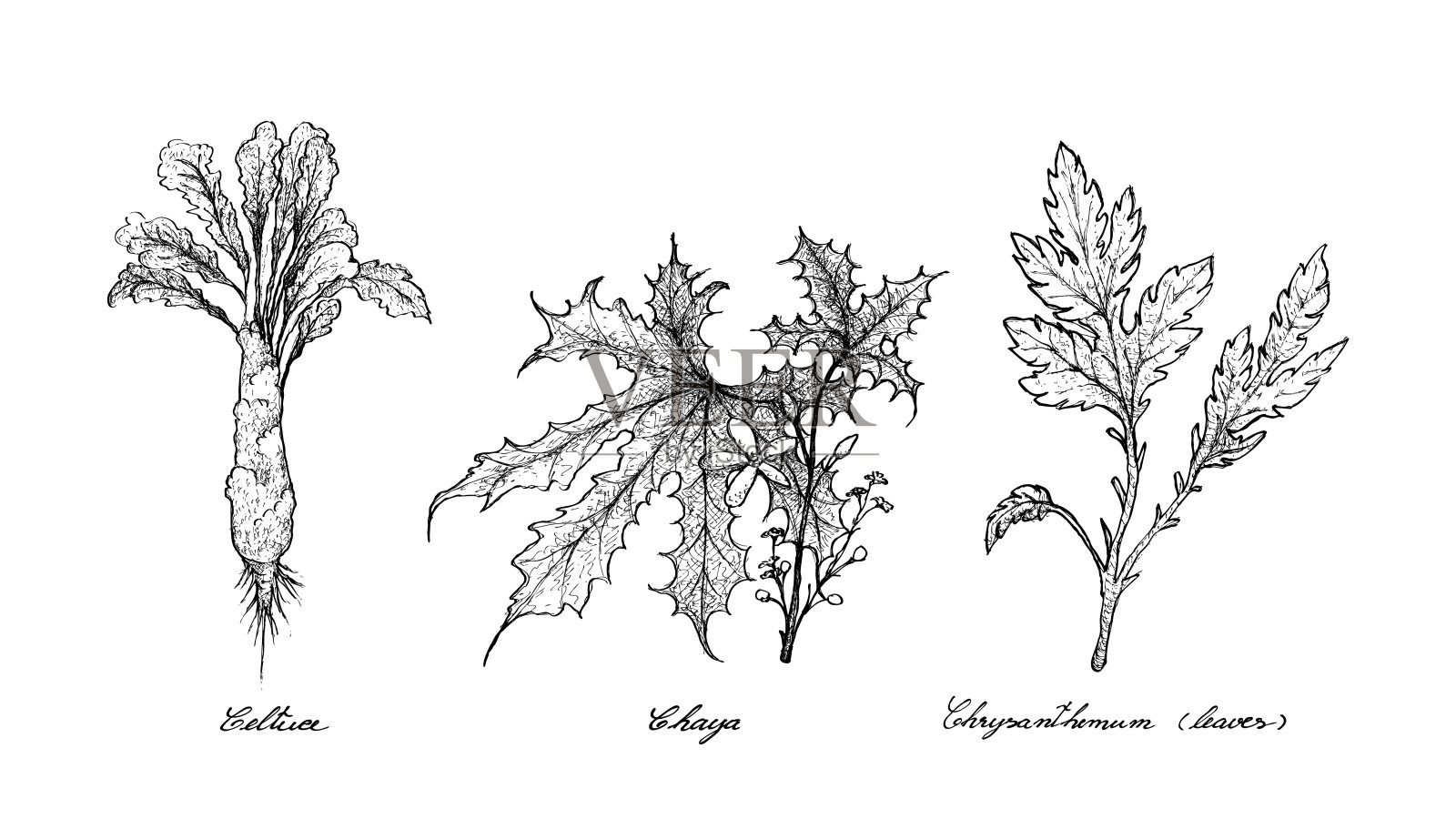 手绘莴苣、菜叶和菊花插画图片素材