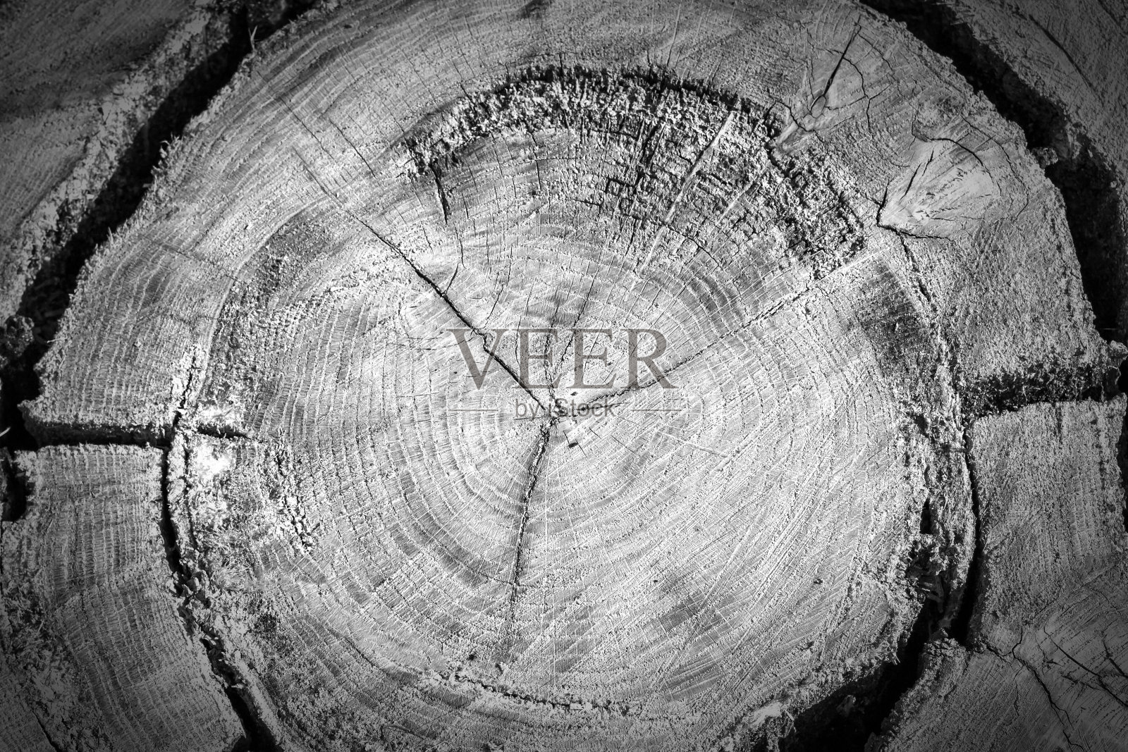 树木的年轮老木材纹理与横切的原木显示同心圆年轮照片摄影图片
