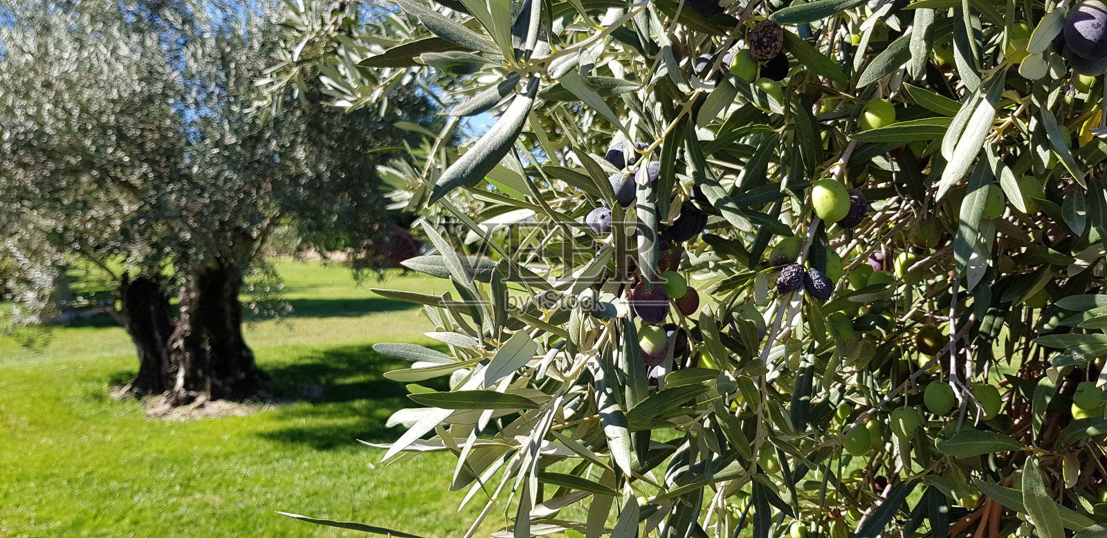 田野里的橄榄树照片摄影图片