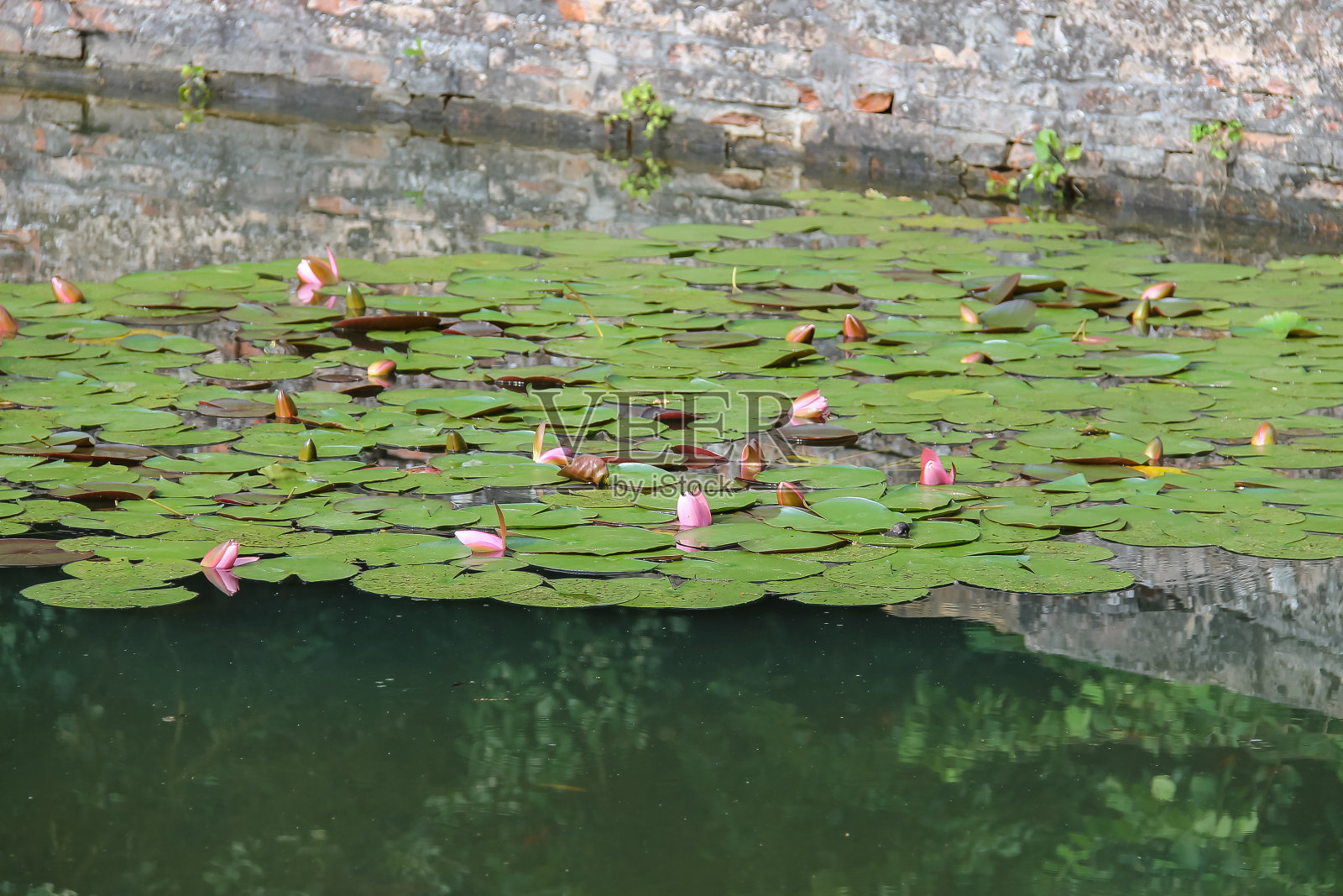 公园池塘里的粉色睡莲照片摄影图片