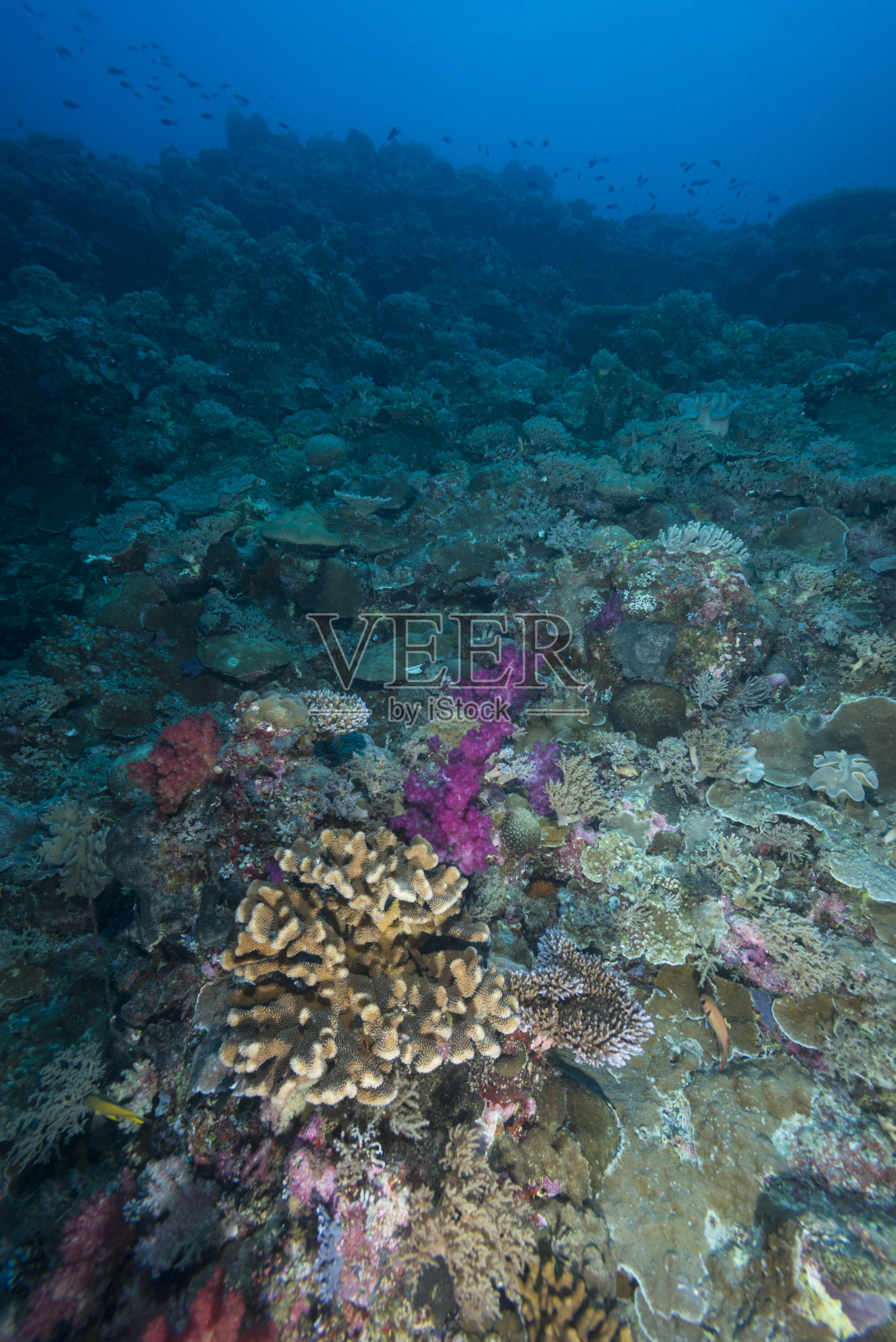 海洋生物——帕劳，密克罗尼西亚照片摄影图片