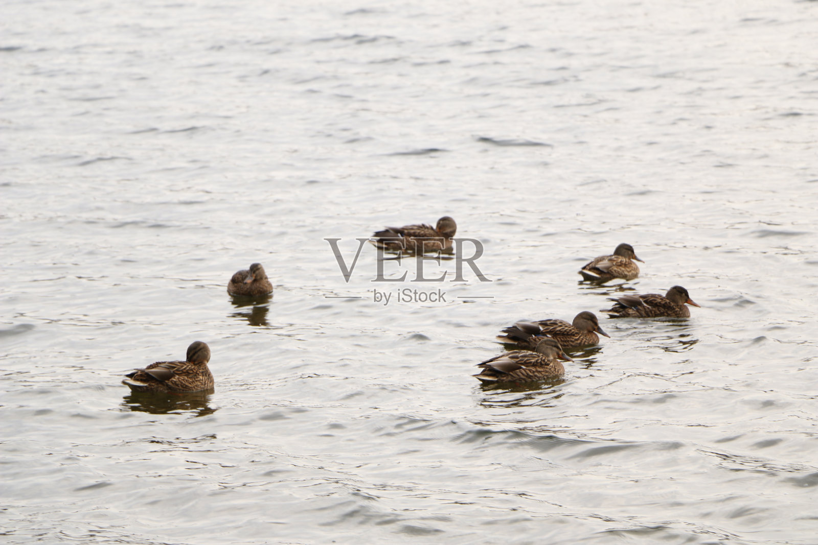 阴天里，一群野鸭在秋水中沐浴照片摄影图片