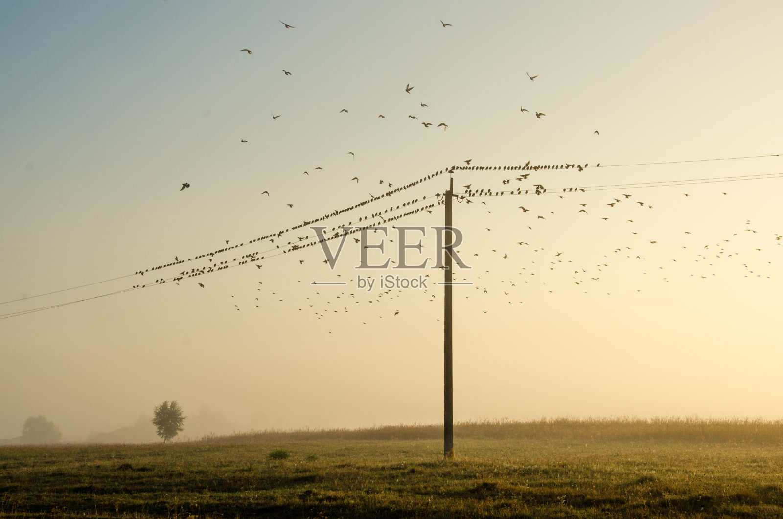 在大自然、晨雾和阳光的背景下，许多鸟儿在电线上飞翔和栖息照片摄影图片