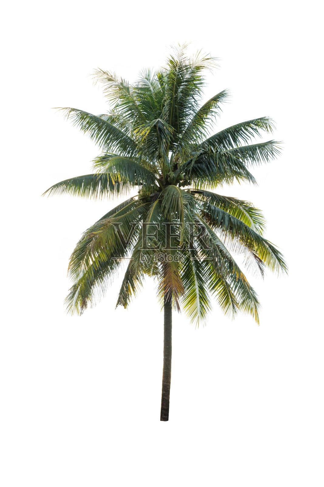 白色背景上孤立的椰子树照片摄影图片