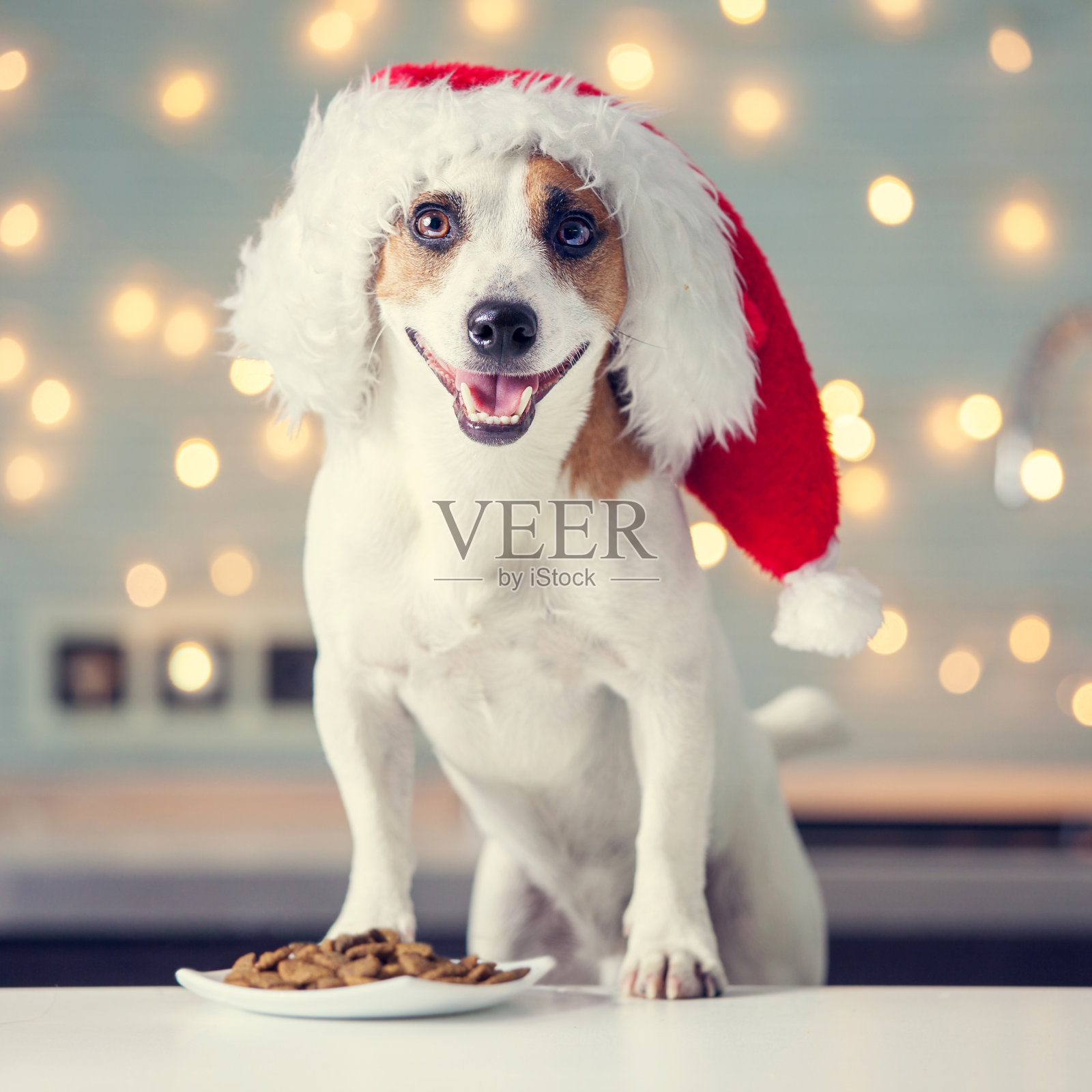狗戴着圣诞帽吃食物照片摄影图片