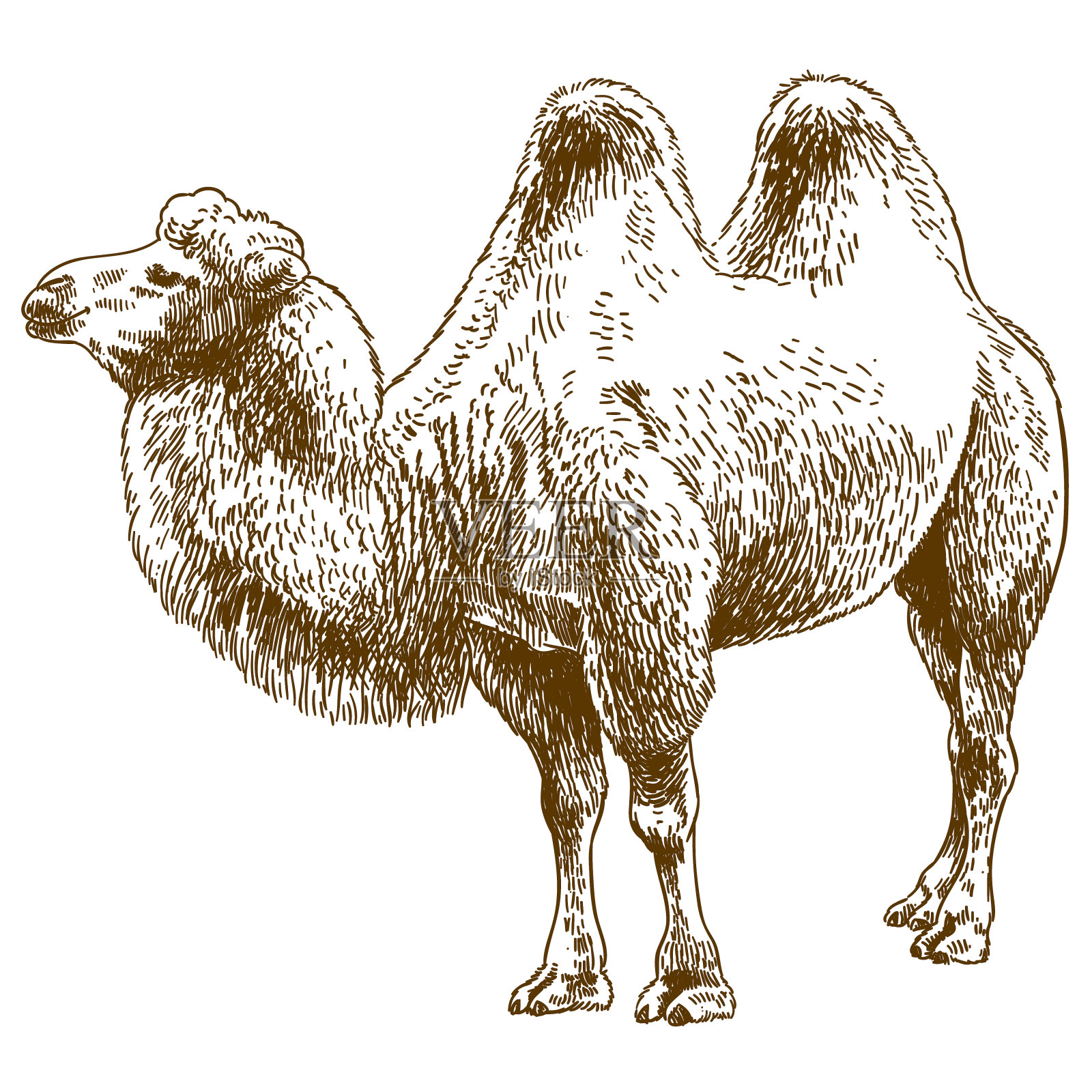 骆驼雕刻绘图插图设计元素图片