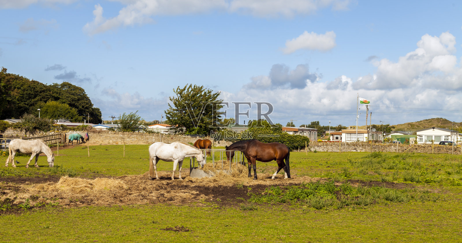 在田里吃新鲜干草的纯种马。照片摄影图片