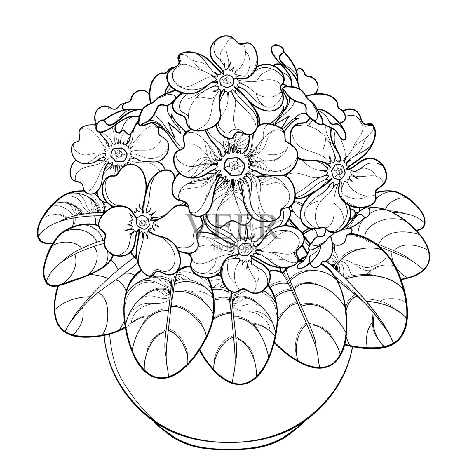 矢量花束与轮廓报春花或报春花花和叶在花盆孤立在白色的背景。插画图片素材