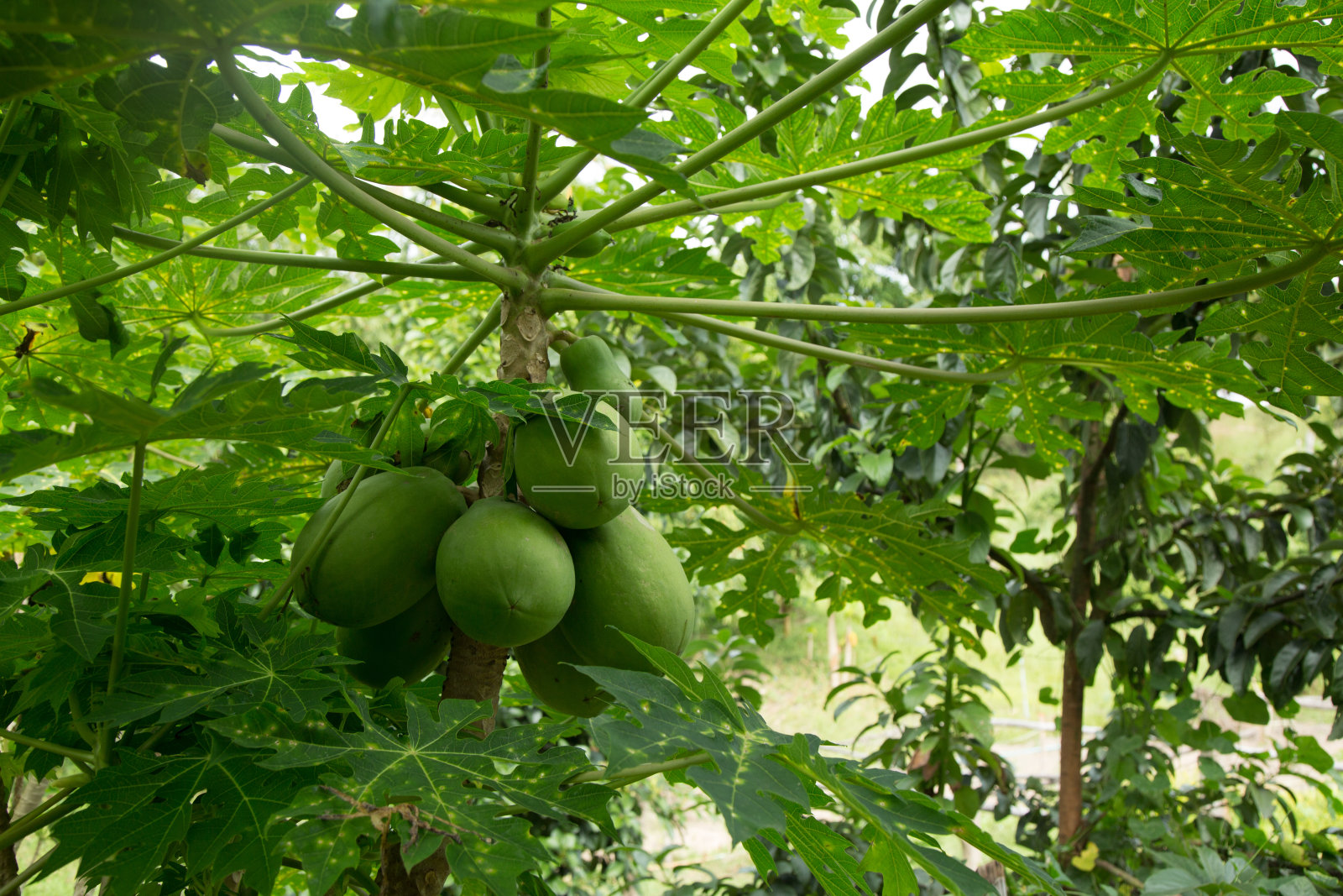木瓜生长在茂密的丛林里照片摄影图片
