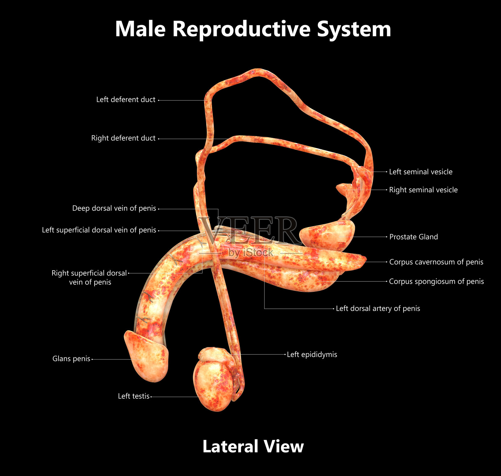 男性生殖系统详细标签解剖(侧视图)照片摄影图片