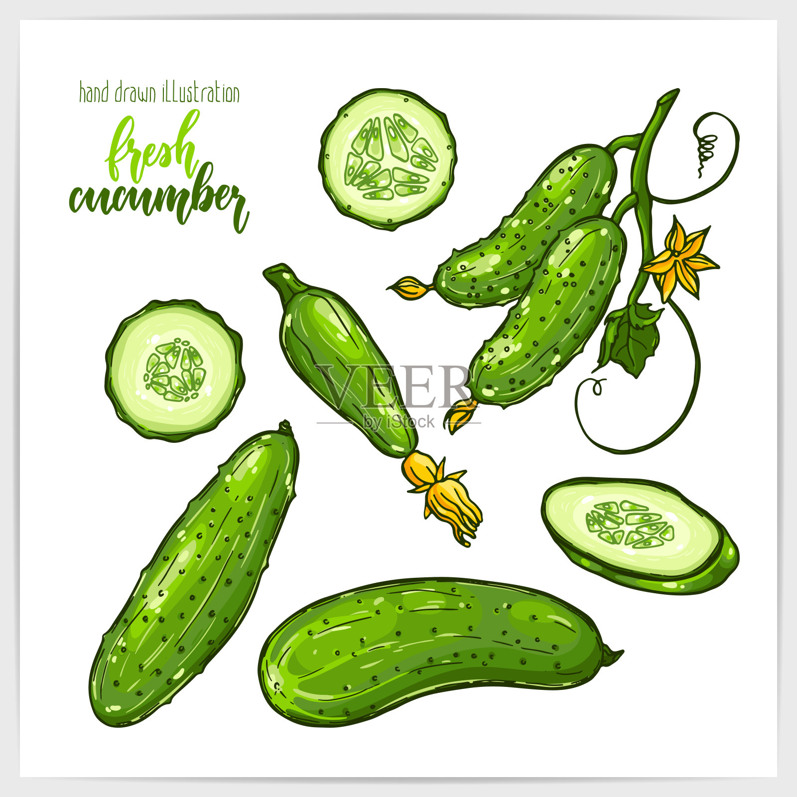 五彩缤纷，多汁美味的黄瓜，整条和切片，带叶。手绘插图与手写标题。插画图片素材