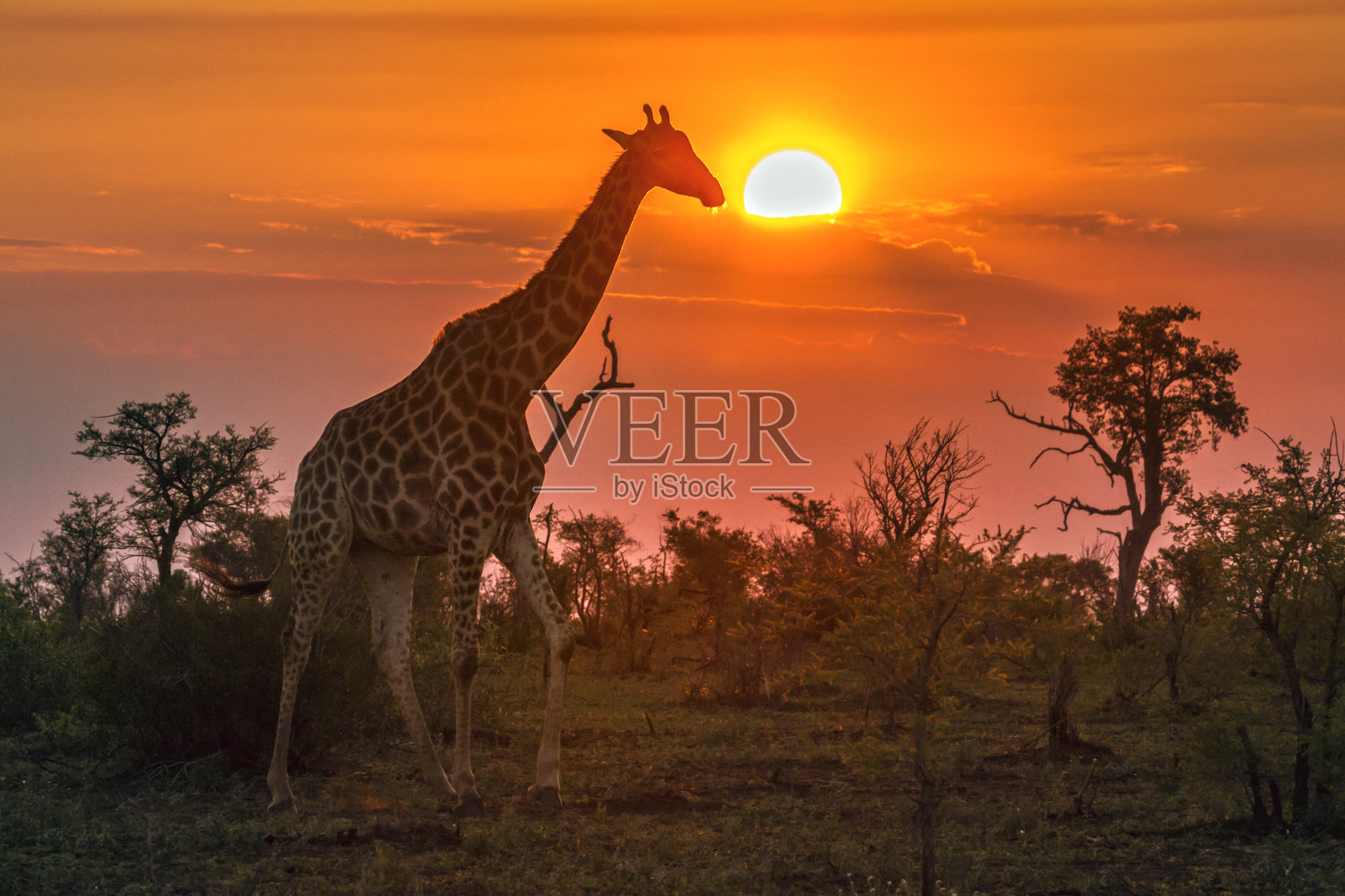 南非克鲁格国家公园的长颈鹿照片摄影图片