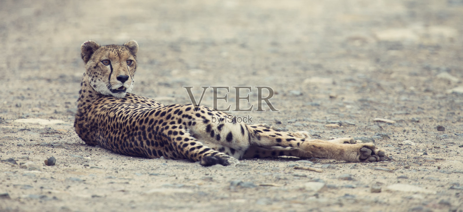 黄昏时分，孤独的猎豹躺在路上休息照片摄影图片