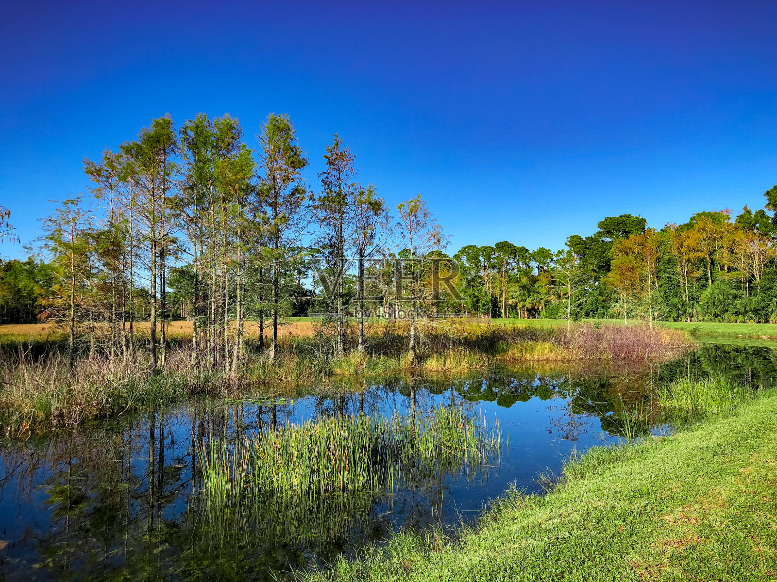 佛罗里达沼泽风景照片摄影图片