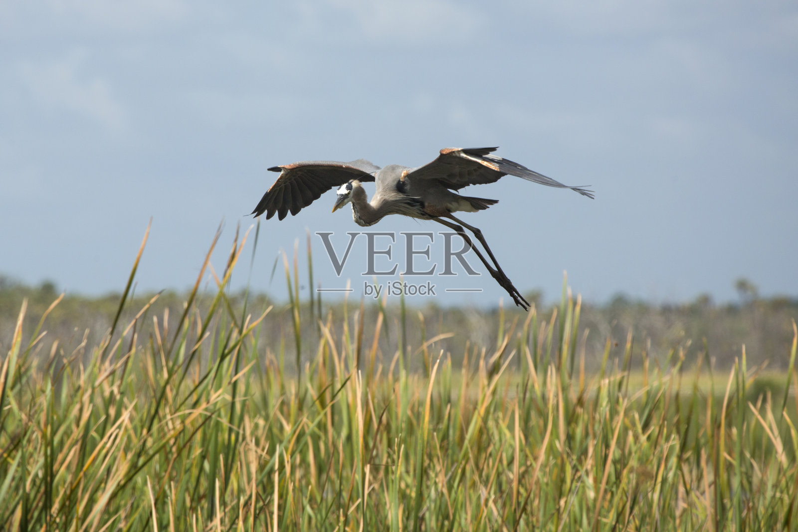 在佛罗里达沼泽中，大蓝鹭飞过香蒲。照片摄影图片