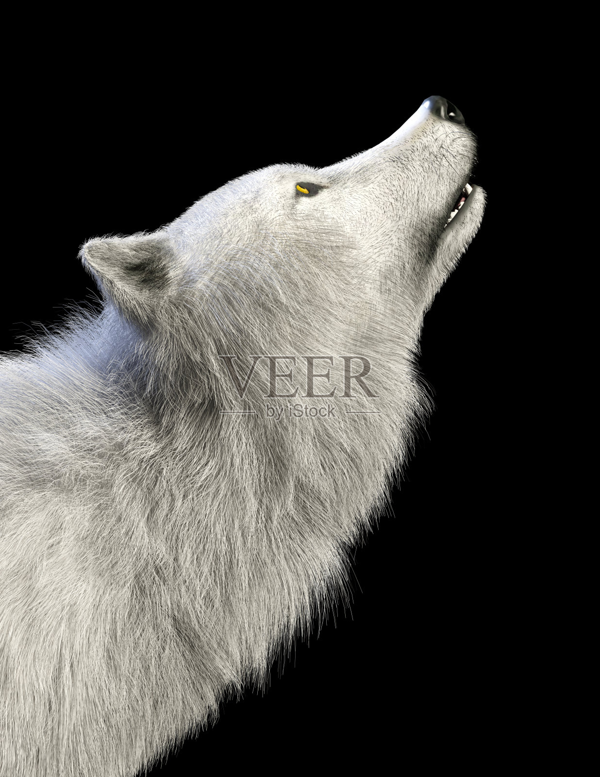 白狼，北极狼，犬科，灰狼的一个亚种照片摄影图片