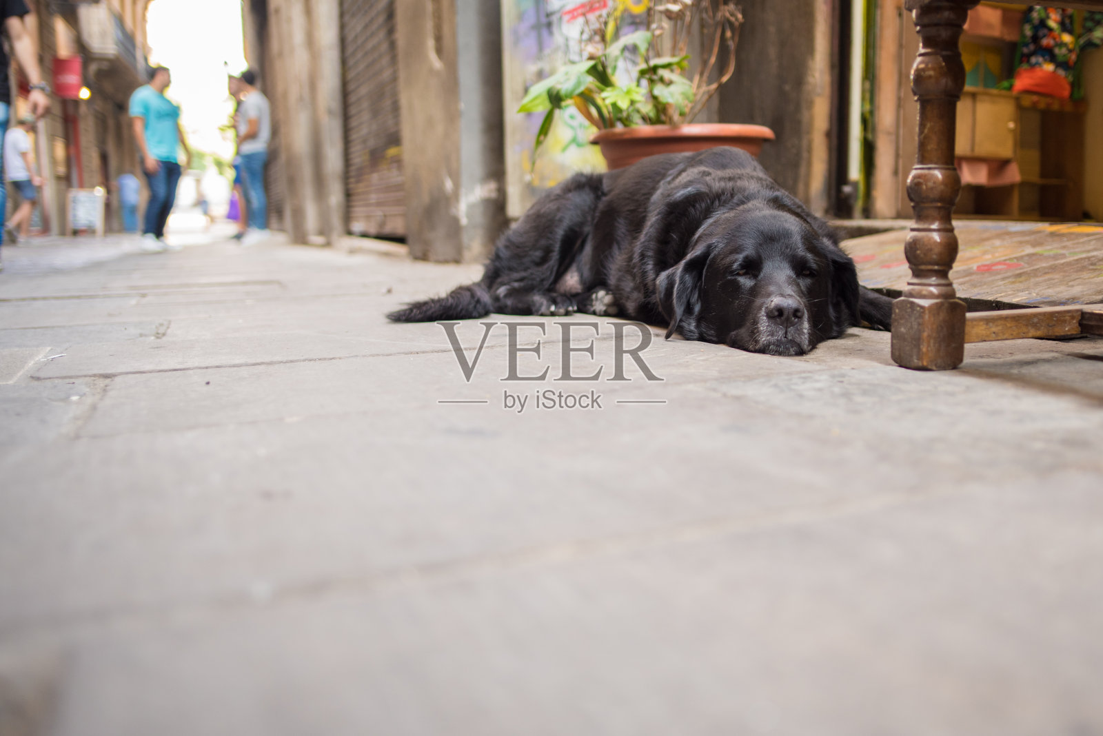 在巴塞罗那的街道上睡觉的可爱的狗照片摄影图片