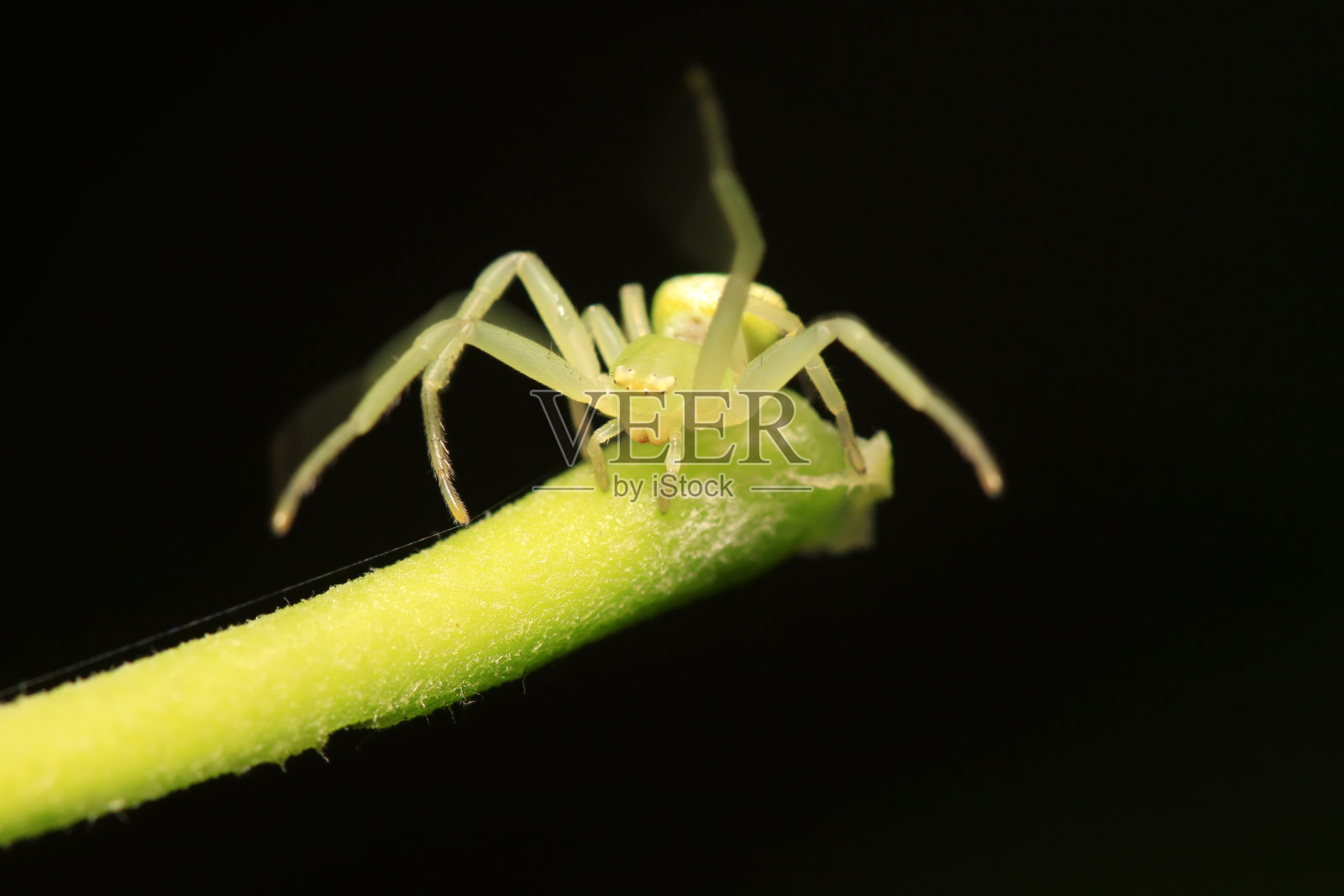 野生植物上的蟹蛛照片摄影图片