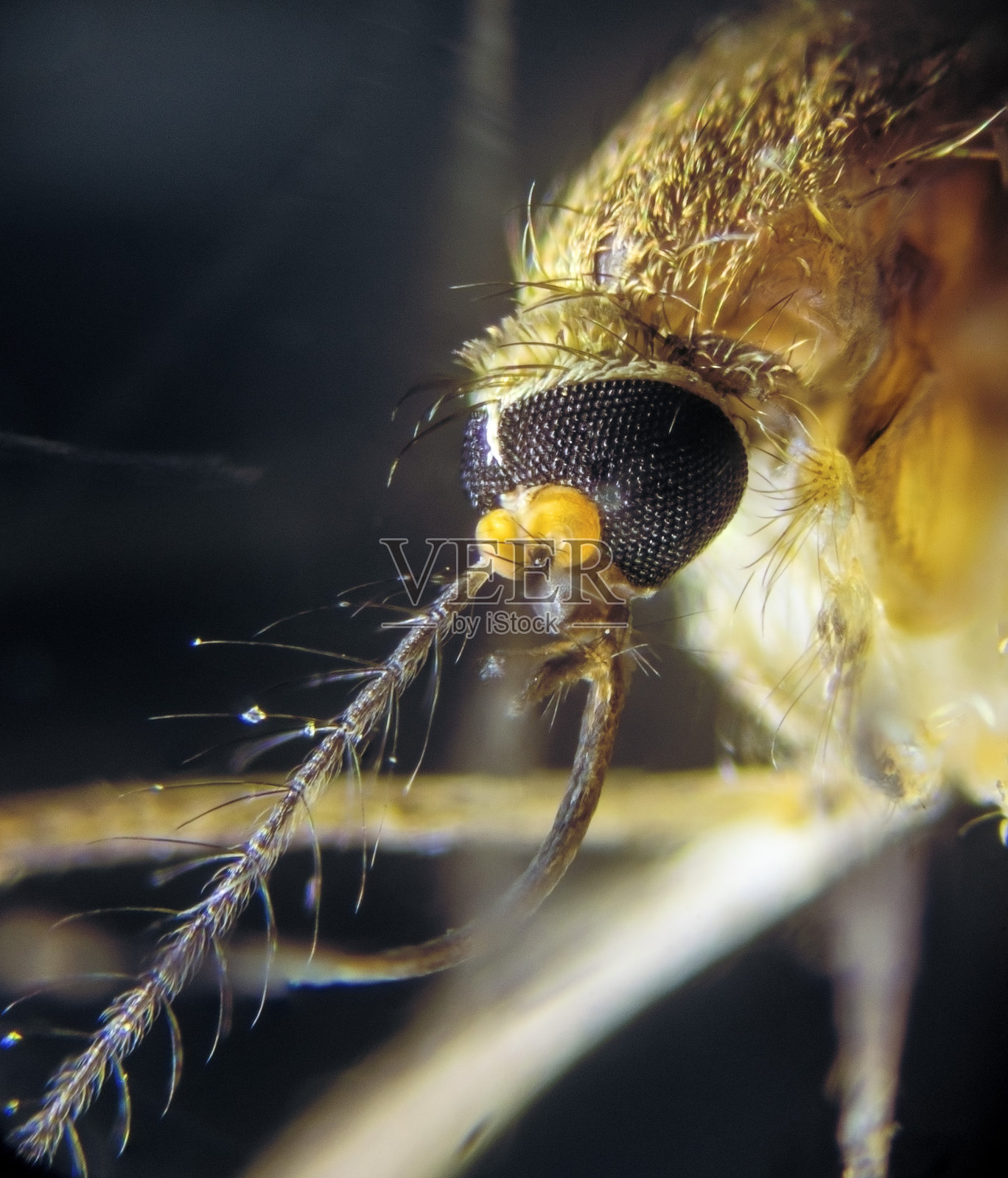 蚊子(蚊科，伊蚊)，通过显微镜拍摄，放大40倍照片摄影图片