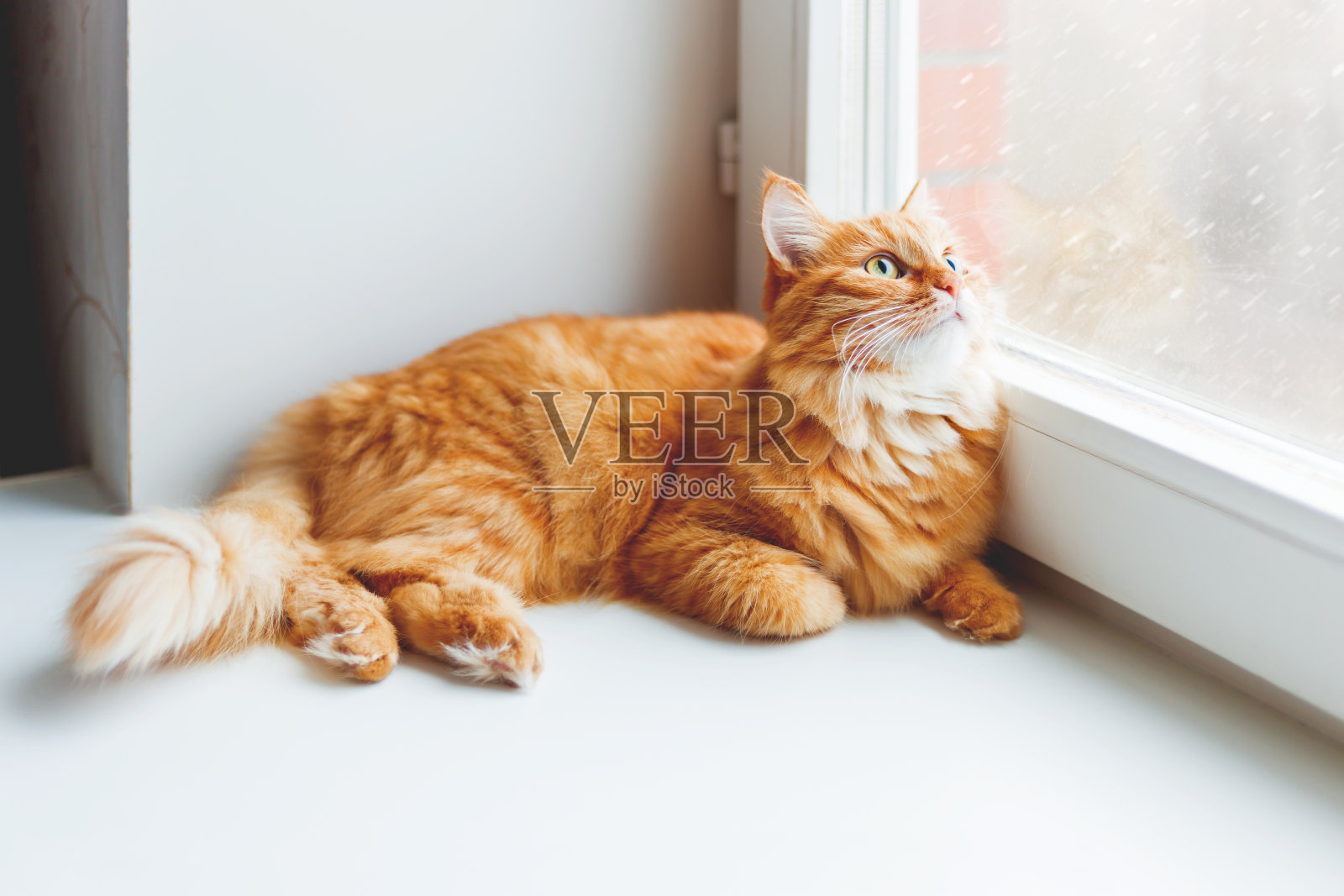 可爱的姜黄色小猫坐在窗台上，看着飘落的雪花。舒适的家庭背景与家养毛茸茸的宠物。照片摄影图片